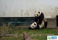 pandas-having-fun-135.jpg